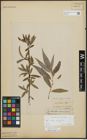 Foto von Salix alba L. x Salix fragilis L.
